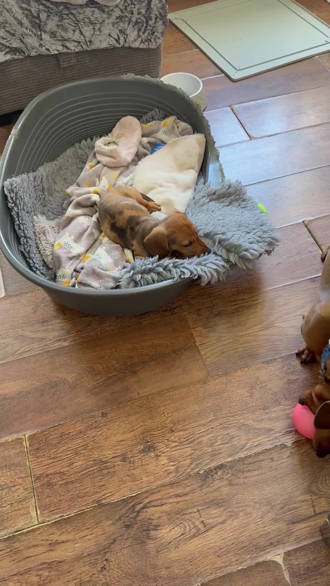 Chiweenie dogs for sale: 5 beautiful mini dachshund x chihuahua puppies - Video 1