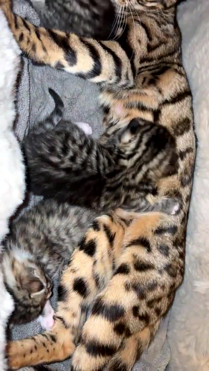 Bengal cats for sale: Bengal kittens  - Video 2
