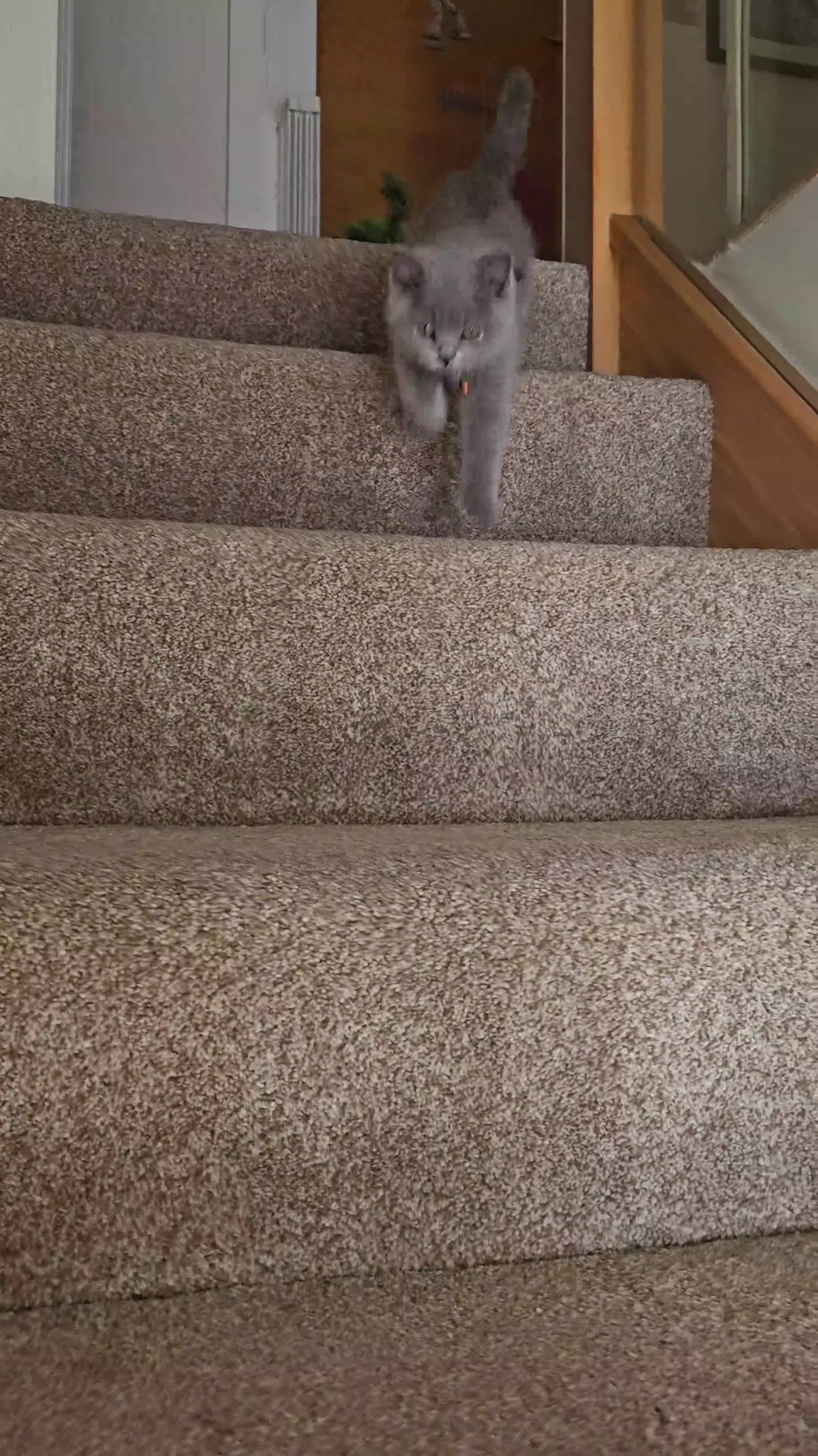 British Shorthair cats for sale: Beautiful Pedigree British Blue Kittens  🐾 - Video 2