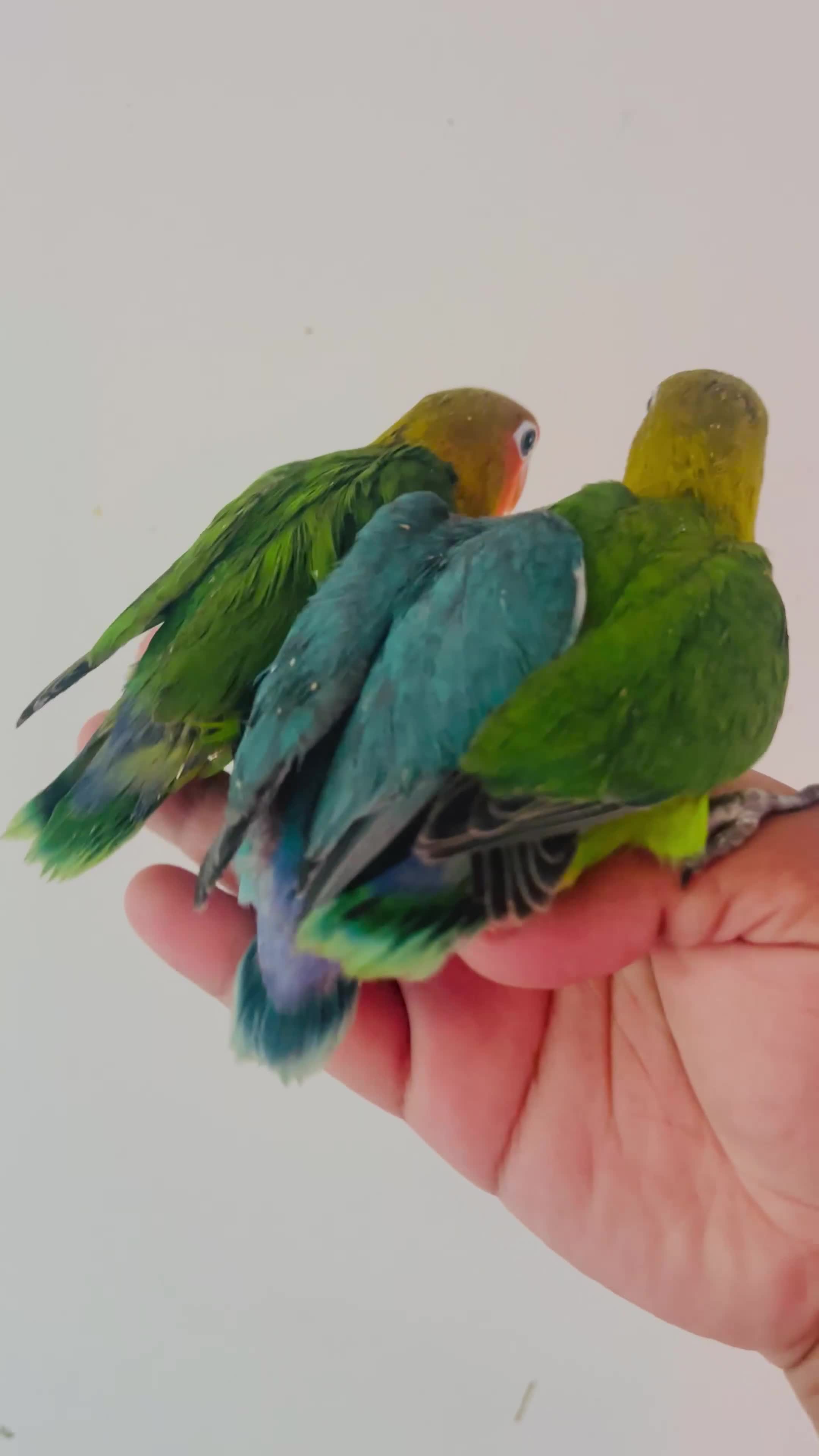 Lovebirds birds for sale: Hand reared lovebirds for sale  - Video 3