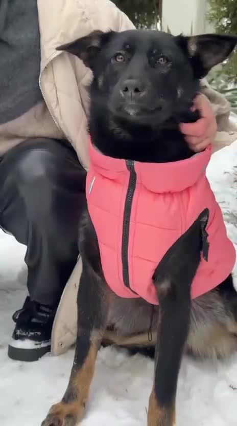 Mixed Breed dogs for adoption: ❤️ADELE❤️11-month lower-medium soft natured girl - Video 1