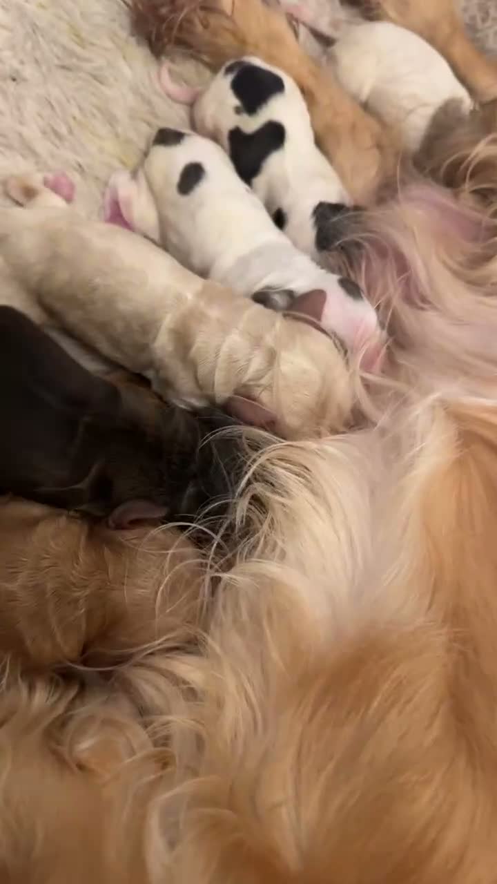 Cocker Spaniel dogs for sale: KC registered cocker spaniel pups! - Video 1