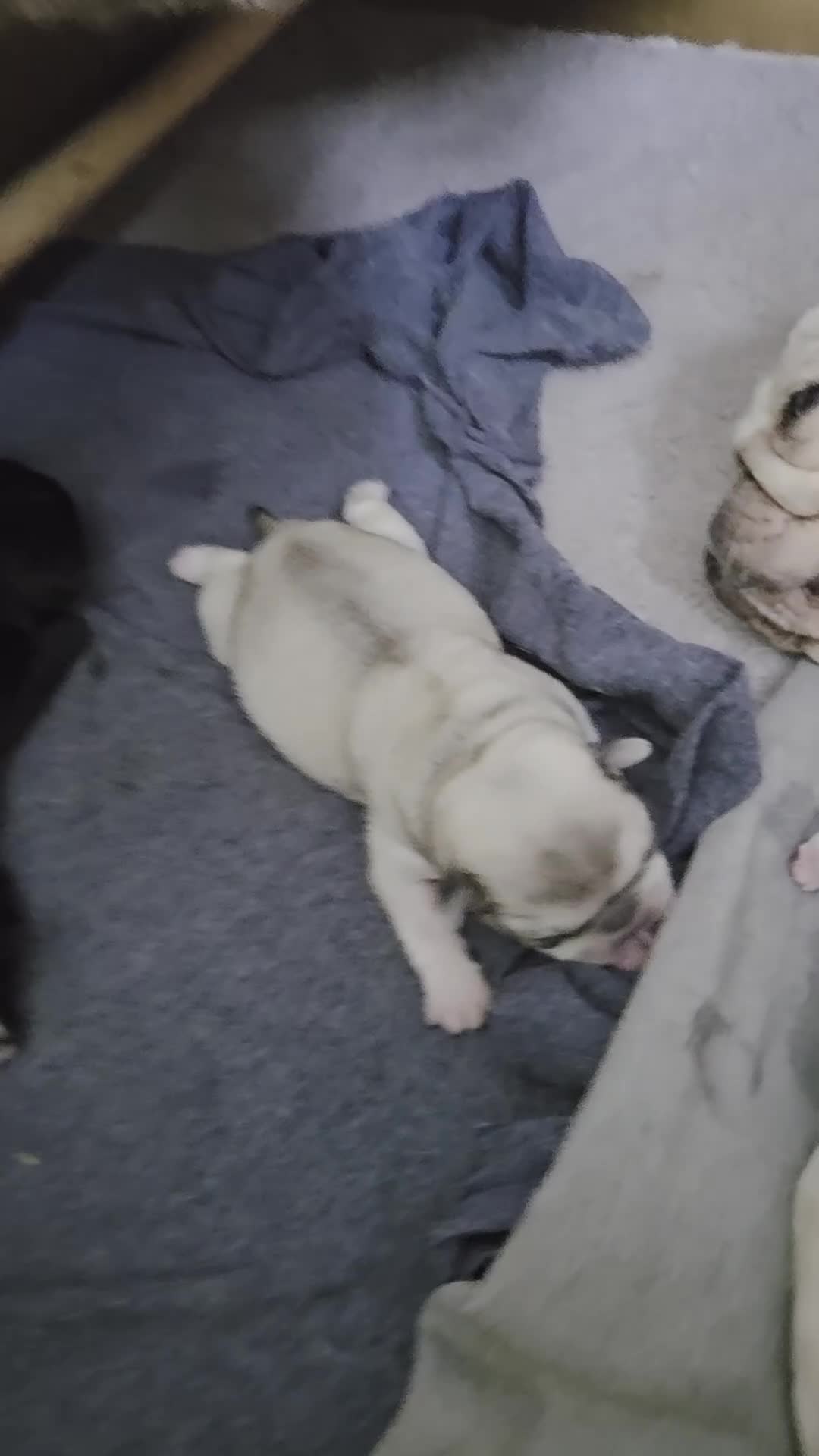 Pug dogs for sale: Stunning rare silver platinum panda purebreed pugs - Video 2