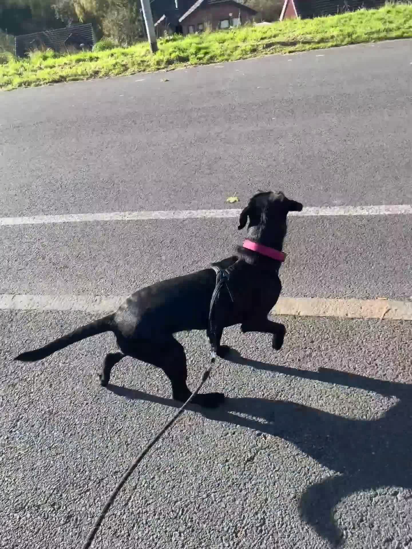 German Wirehaired Pointer dogs for sale: German Wired Haired Pointer in Port Glasgow - Video 2