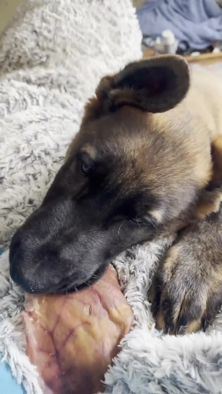 German Shepherd dogs for sale: KC Registered German Shepherd PuppiesChampion Line - Video 2