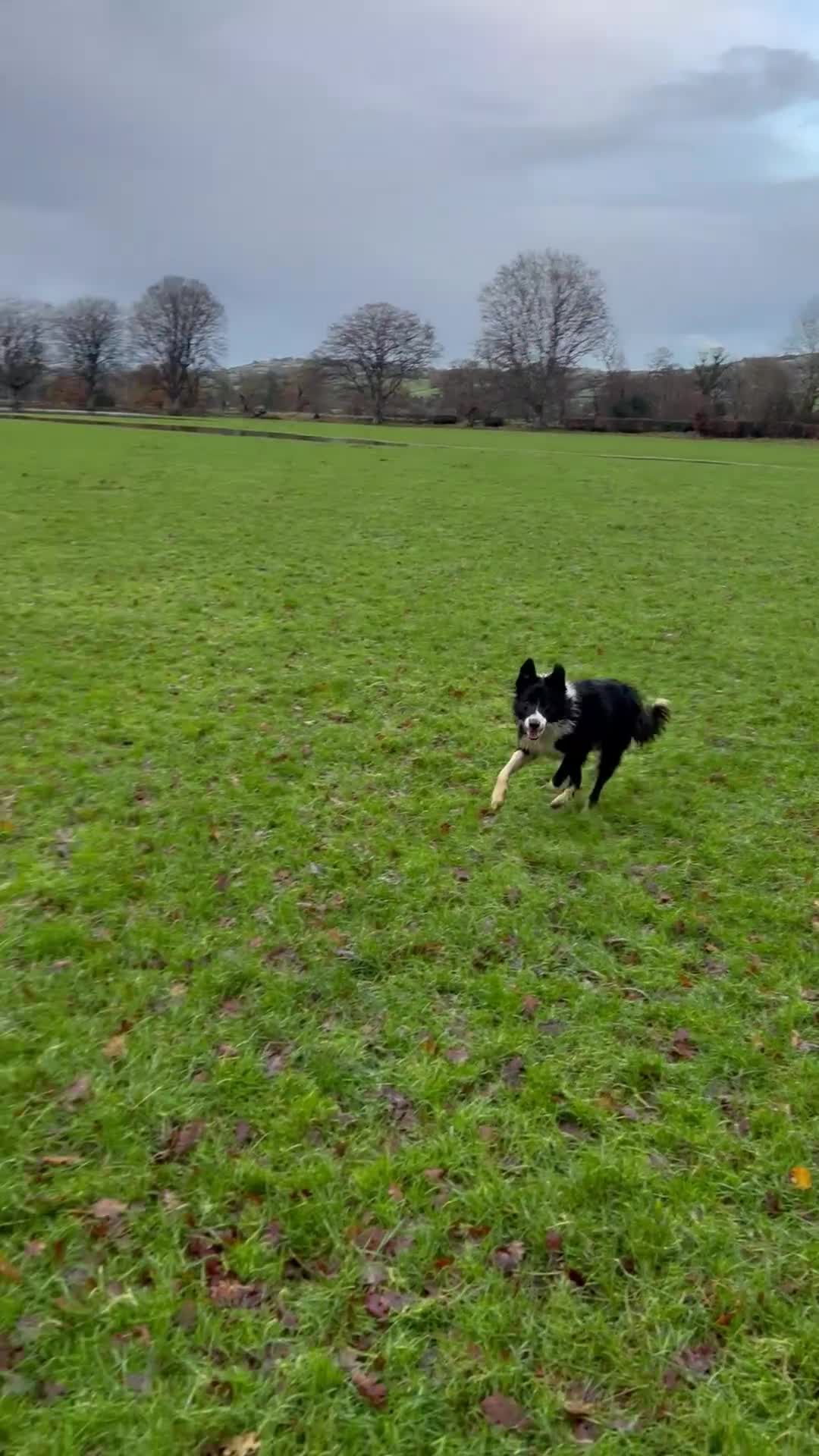 Border Collie dogs for sale: Male Border collie  - Video 2