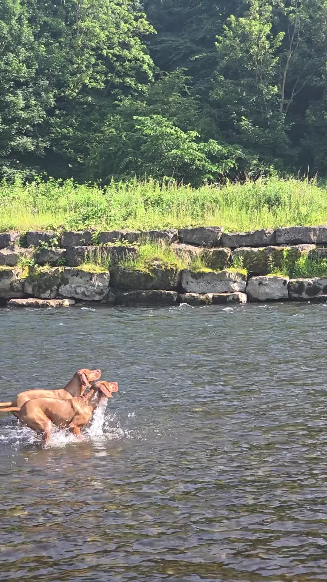 Hungarian Vizsla dogs for stud: Vizsla for Stud - Video 1