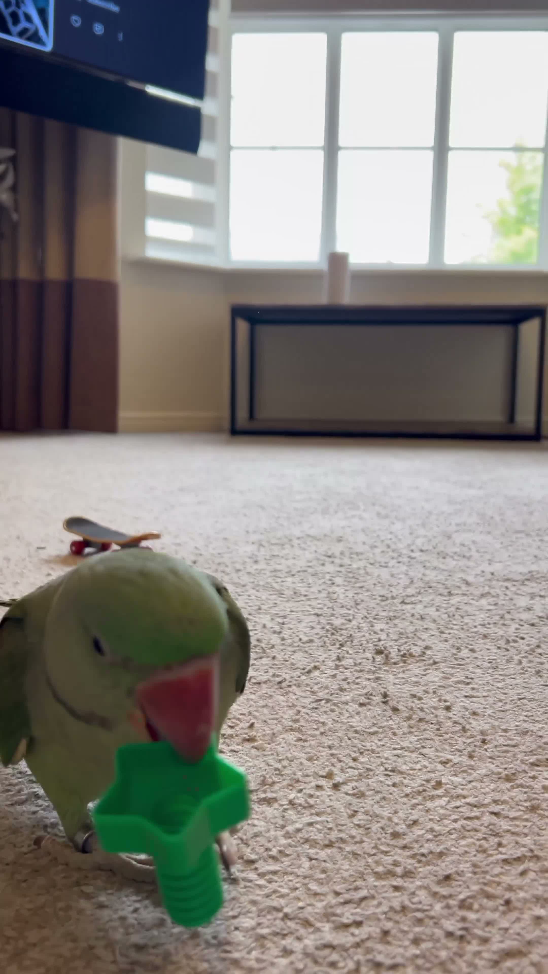 Parrots birds for sale: Playful hand reared Alexandrine  - Video 2