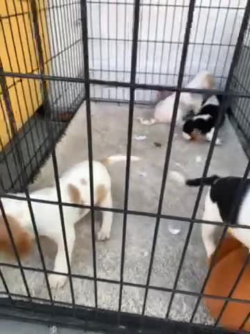 Bocker dogs for sale: Bocker pups - Video 1