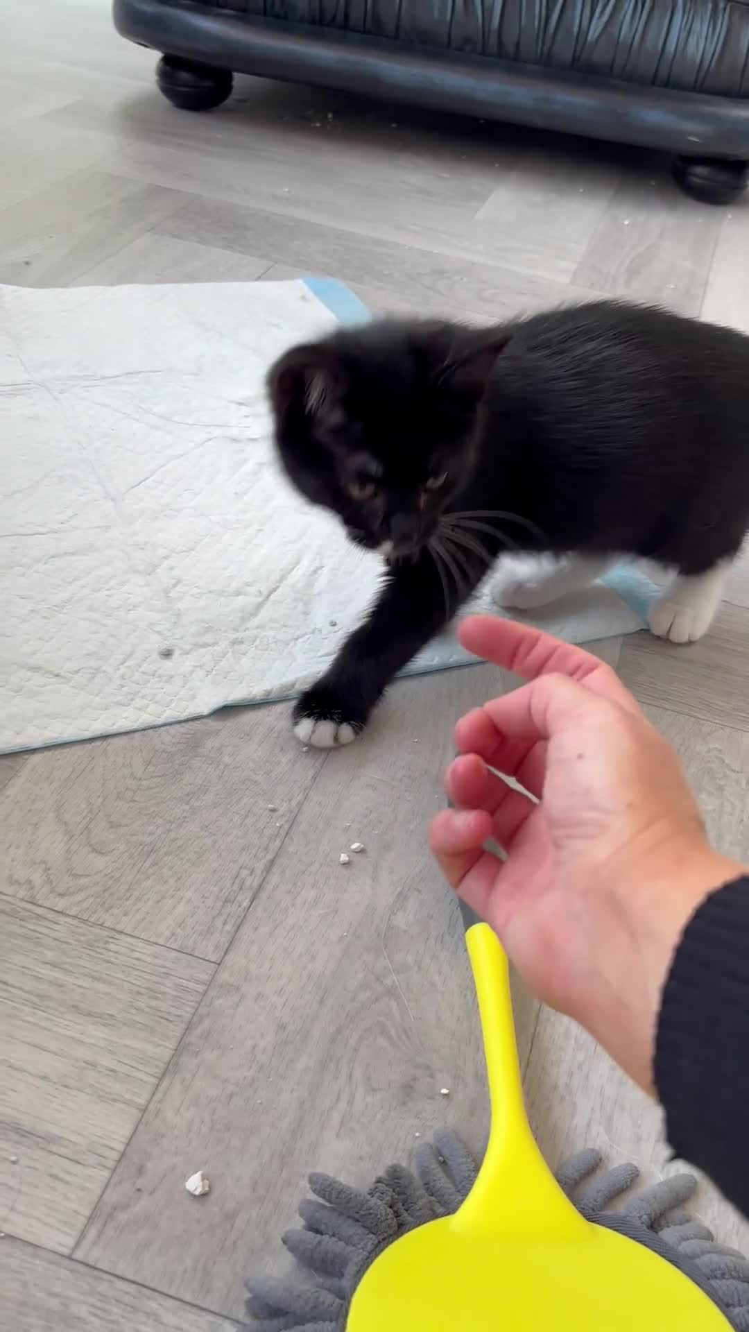 Maine Coon cats for sale: Beautiful maine coon kittens 3 girls - Video 2