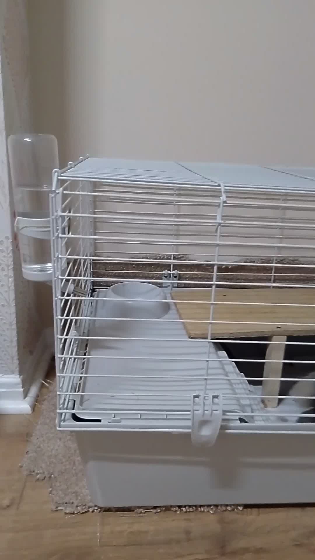 Lionhead rabbits for sale: Lovely brothers looking for new home - Video 1