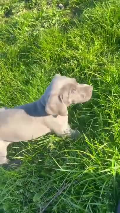 Weimaraner dogs for sale: 1 x SILVER FEMALE LEFT KC Reg Working SILVER - Video 2