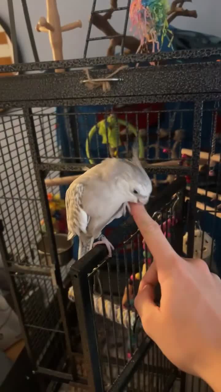 Cockatiels birds for sale: Female cockatiel called shadow  - Video 1