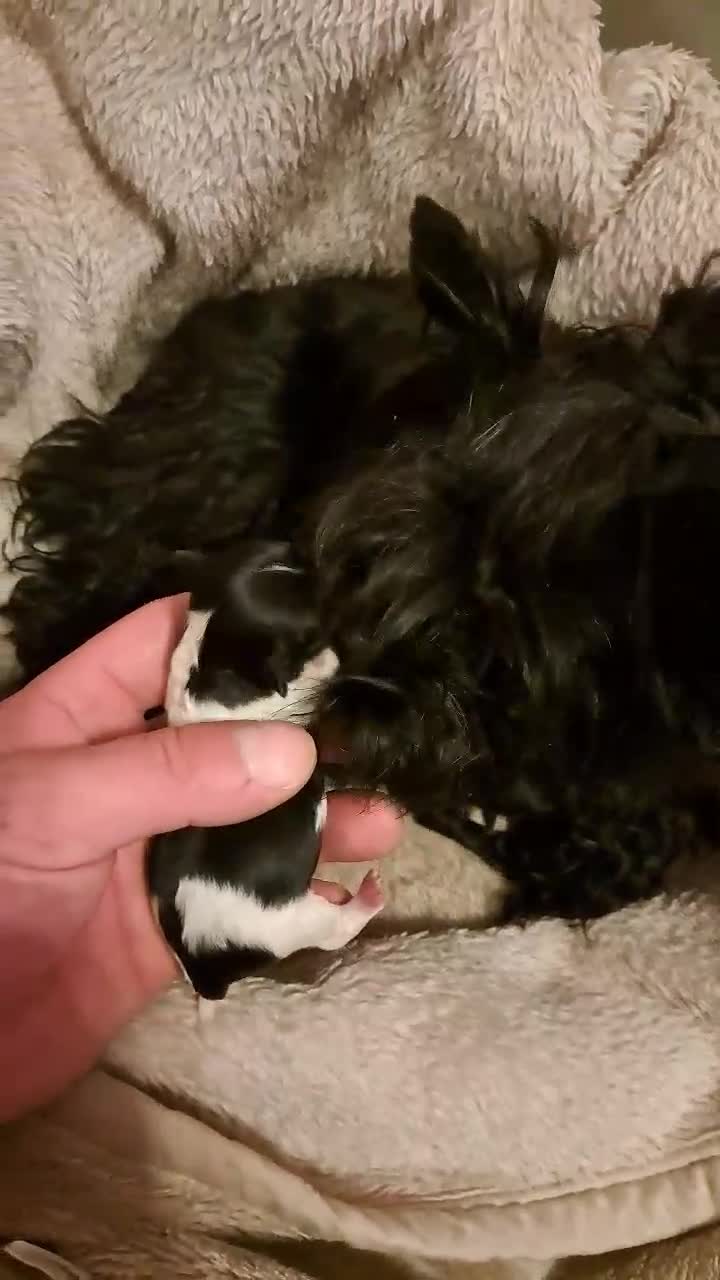 Yorkshire Terrier dogs for sale: 2 Little girl's, Yorkshire Terrier. - Video 1