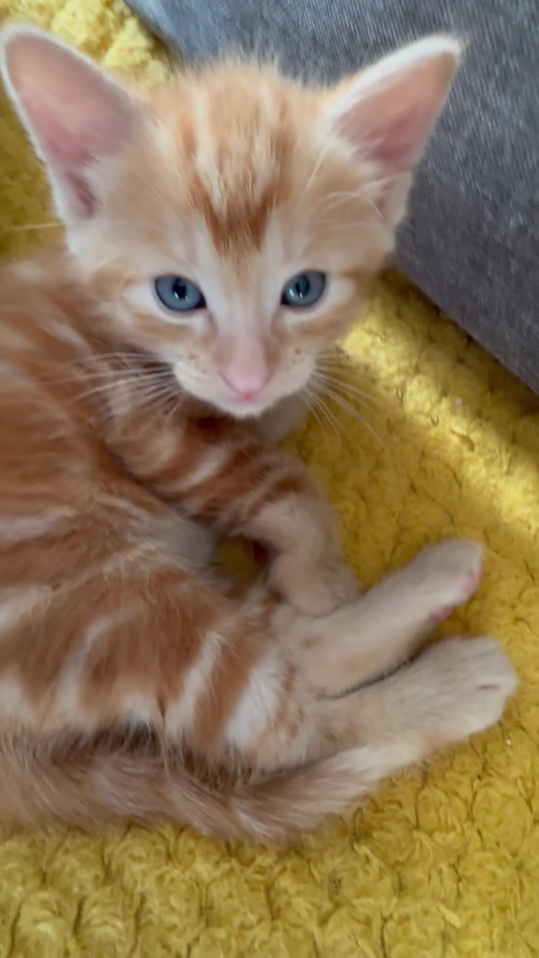 European cats for sale: Ginger boy looking for forever home  - Video 1