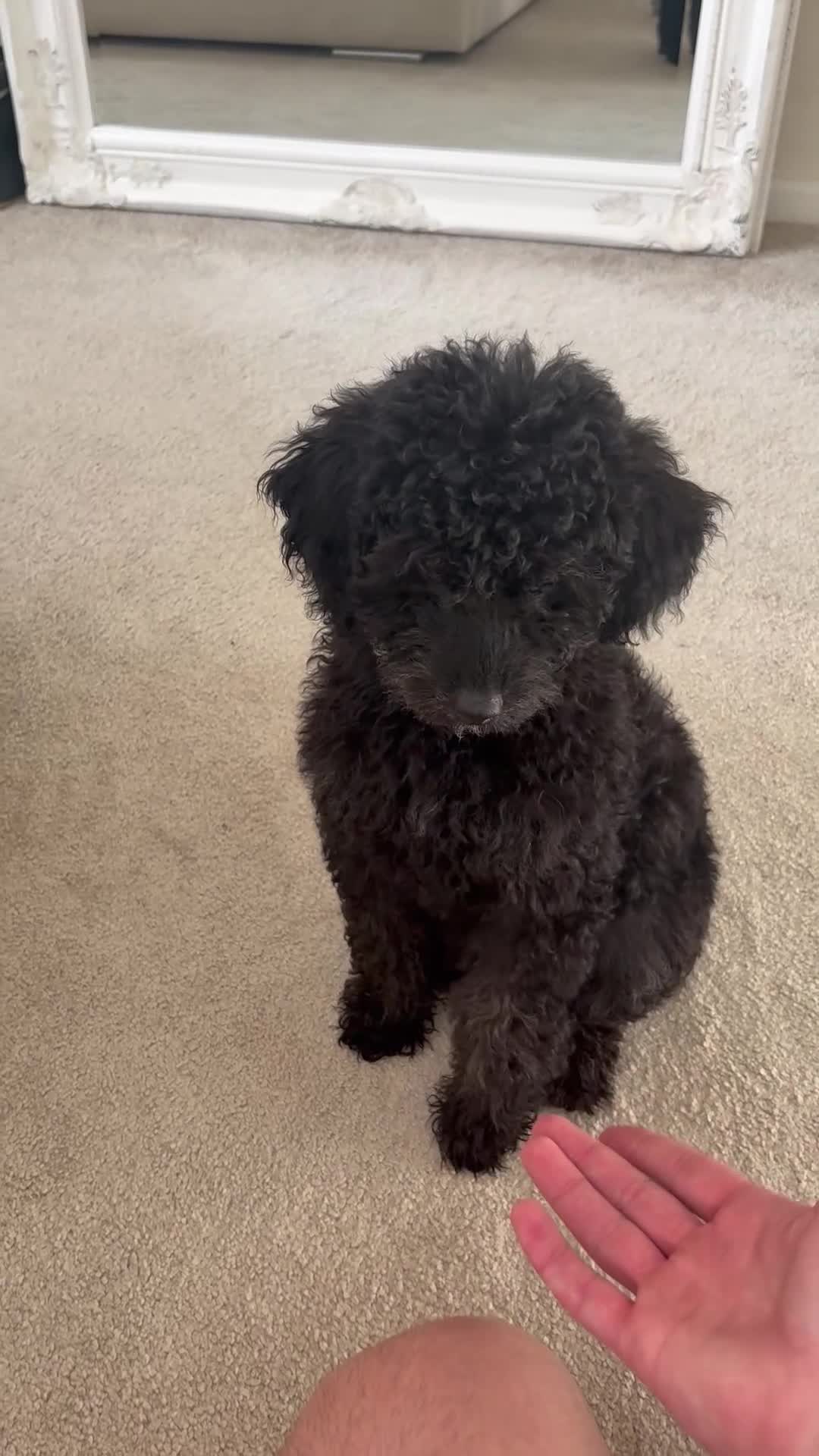 Cockapoo dogs for sale: Bonnie - Video 1