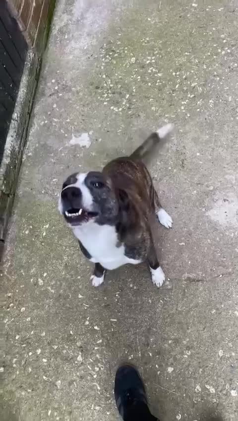 Mixed Breed dogs for sale: Staffie X - Video 1