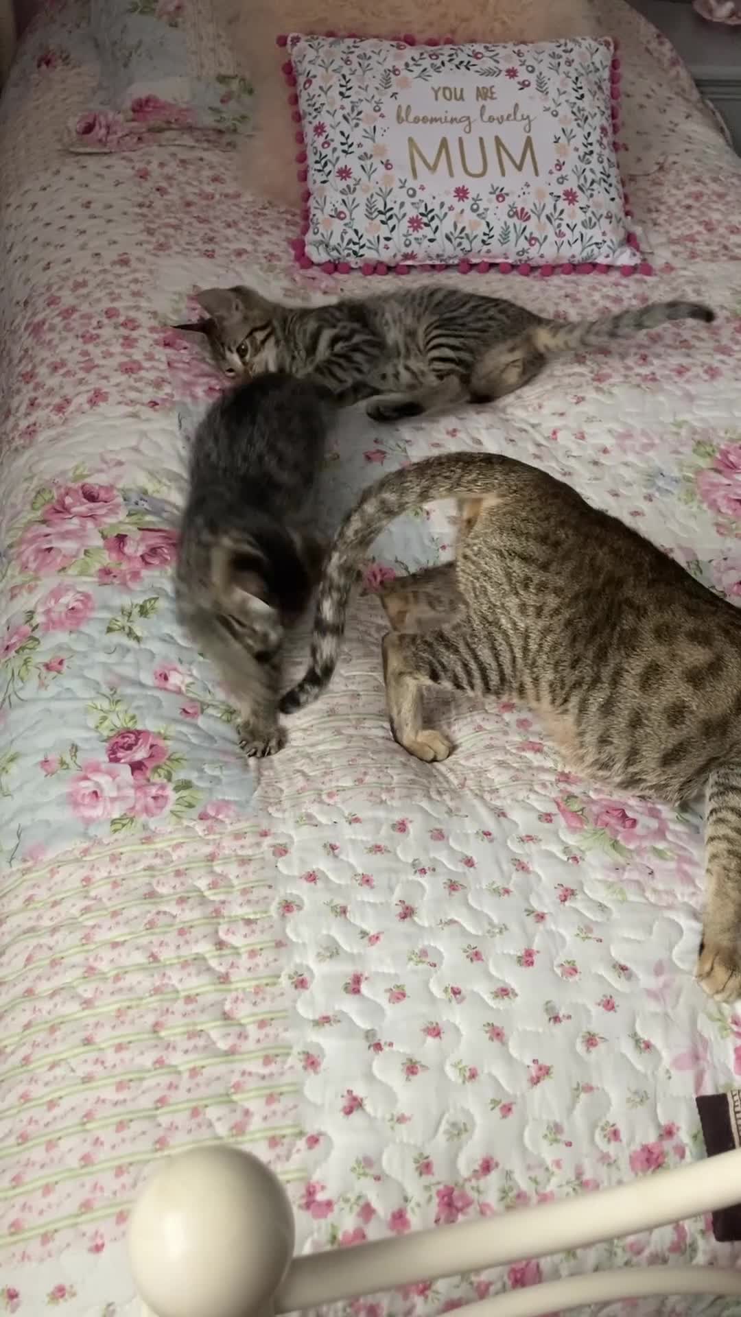 Savannah cats for sale: Beautiful Male Savannah Kitten for sale - Video 1