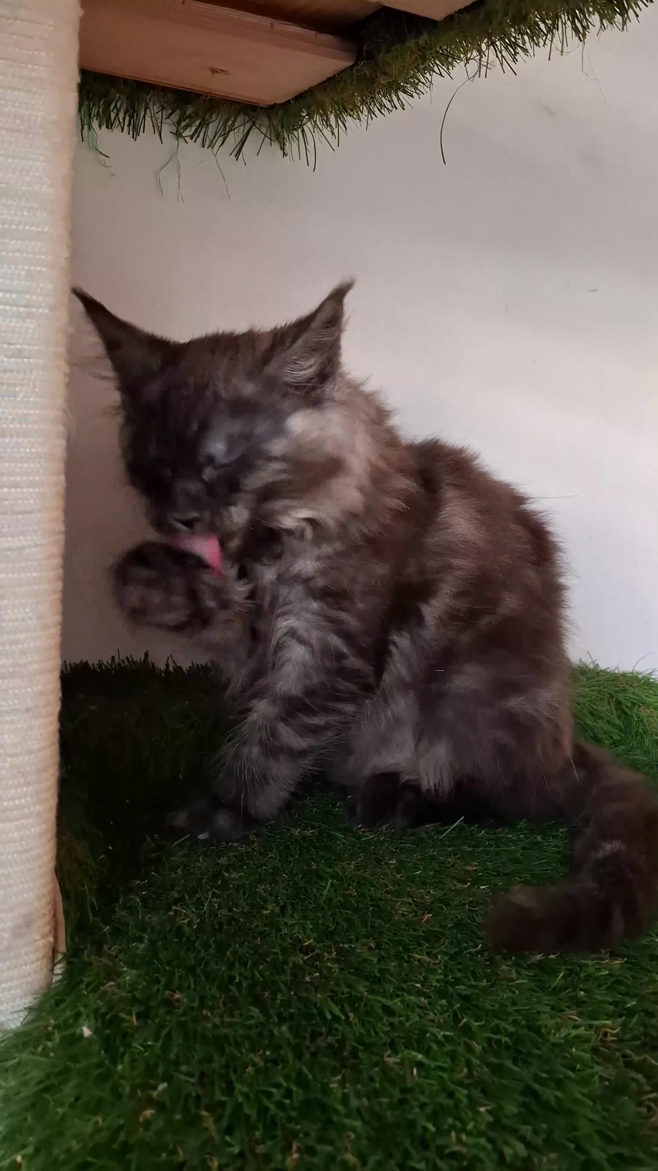 Maine Coon cats for sale: Pedigree Maine Coon Kitens - Video 1