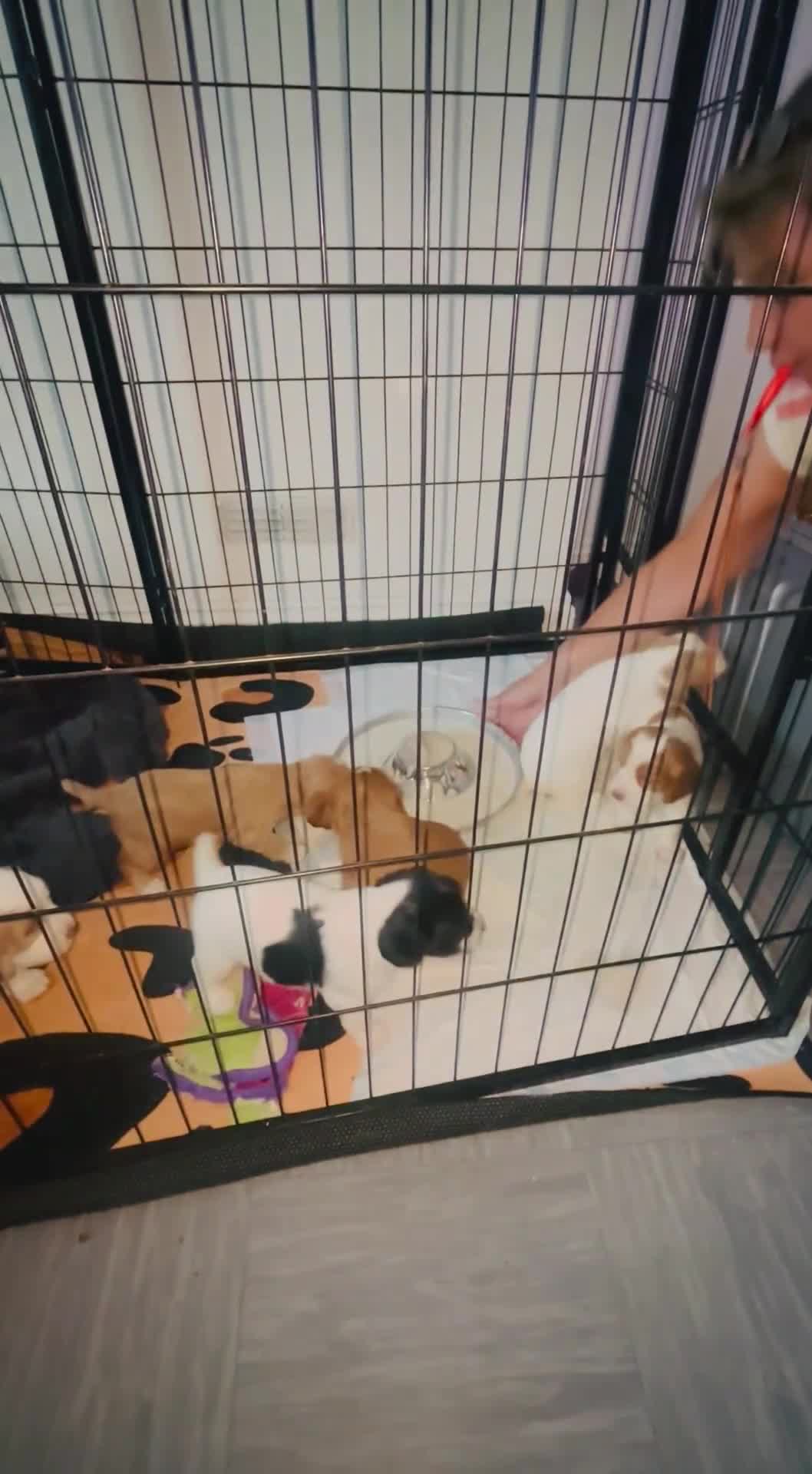 Cocker Spaniel dogs for sale: 11 week old boy already crate and whistle trained! - Video 2