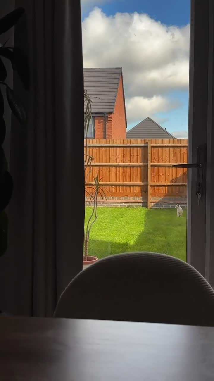 British Shorthair cats for sale: Lilac Point BSH Girl - Video 2