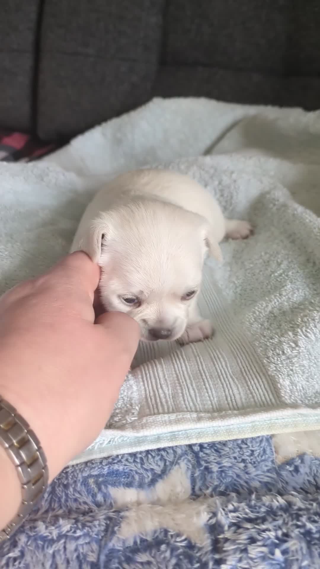 Chihuahua dogs for sale: Longhaired pedigree chihuahuas - Video 2