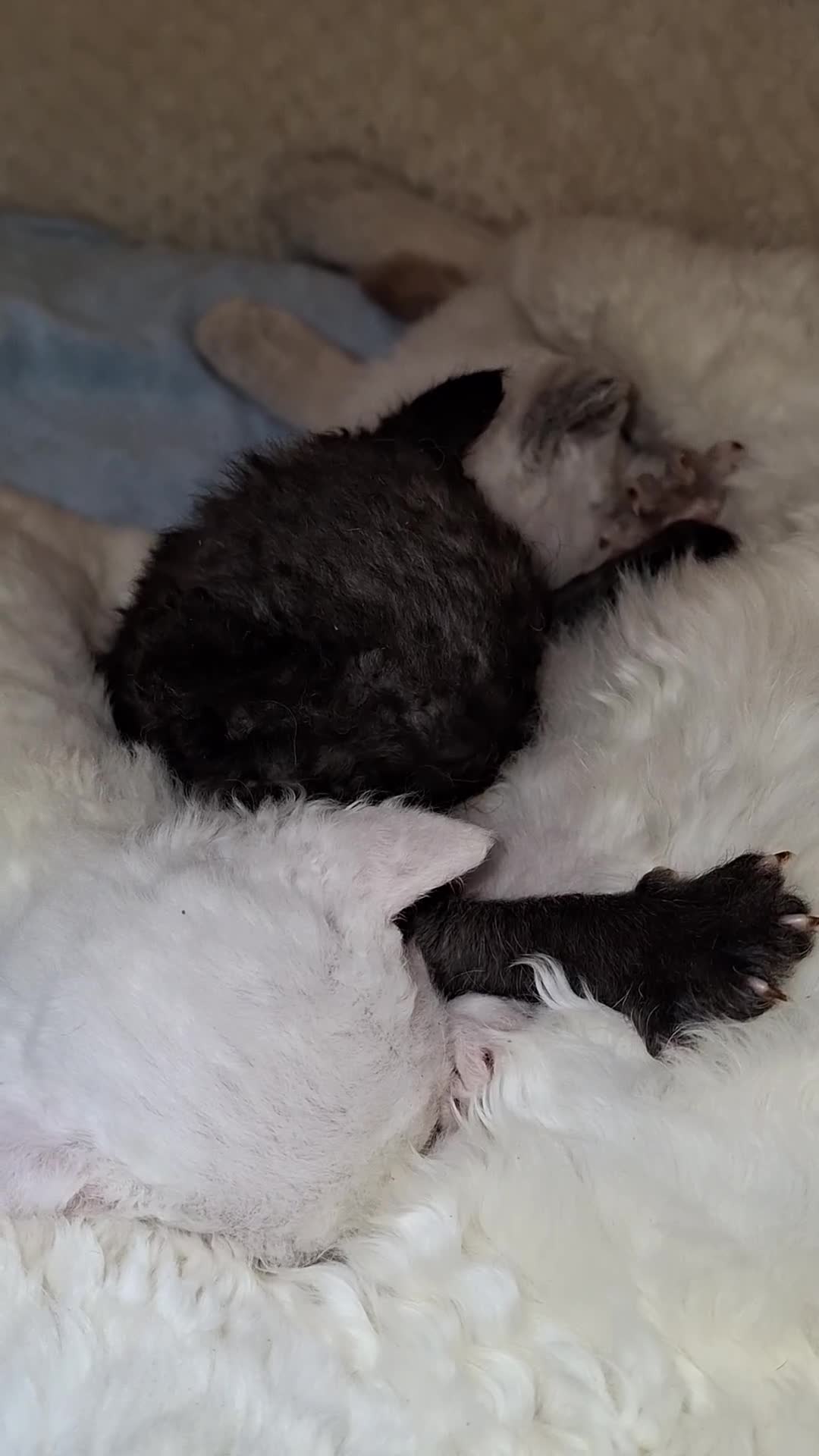 Devon Rex cats for sale: 🌸 Wonderful Devon Rex Kittens Raised with Love 🌸 - Video 3