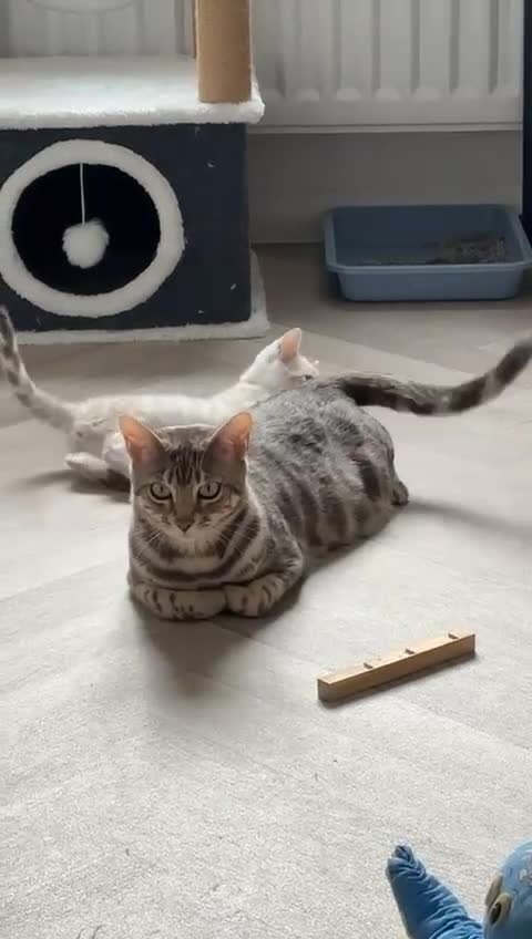 Bengal cats for sale: BENGAL - 1 MALE SEAL LYNX KITTEN AVAILABLE - Video 1