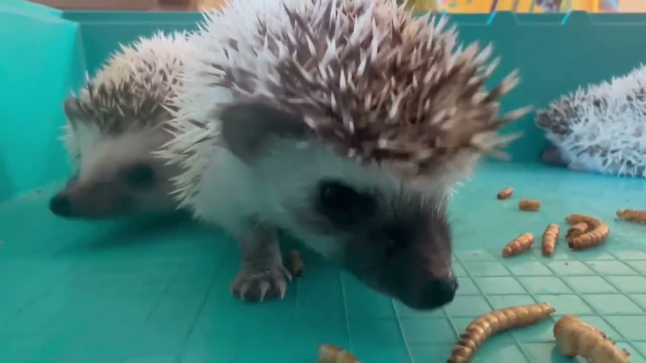 Pygmy Hedgehog rodents for sale: African Pygmy hedgehog hoglets  - Video 1