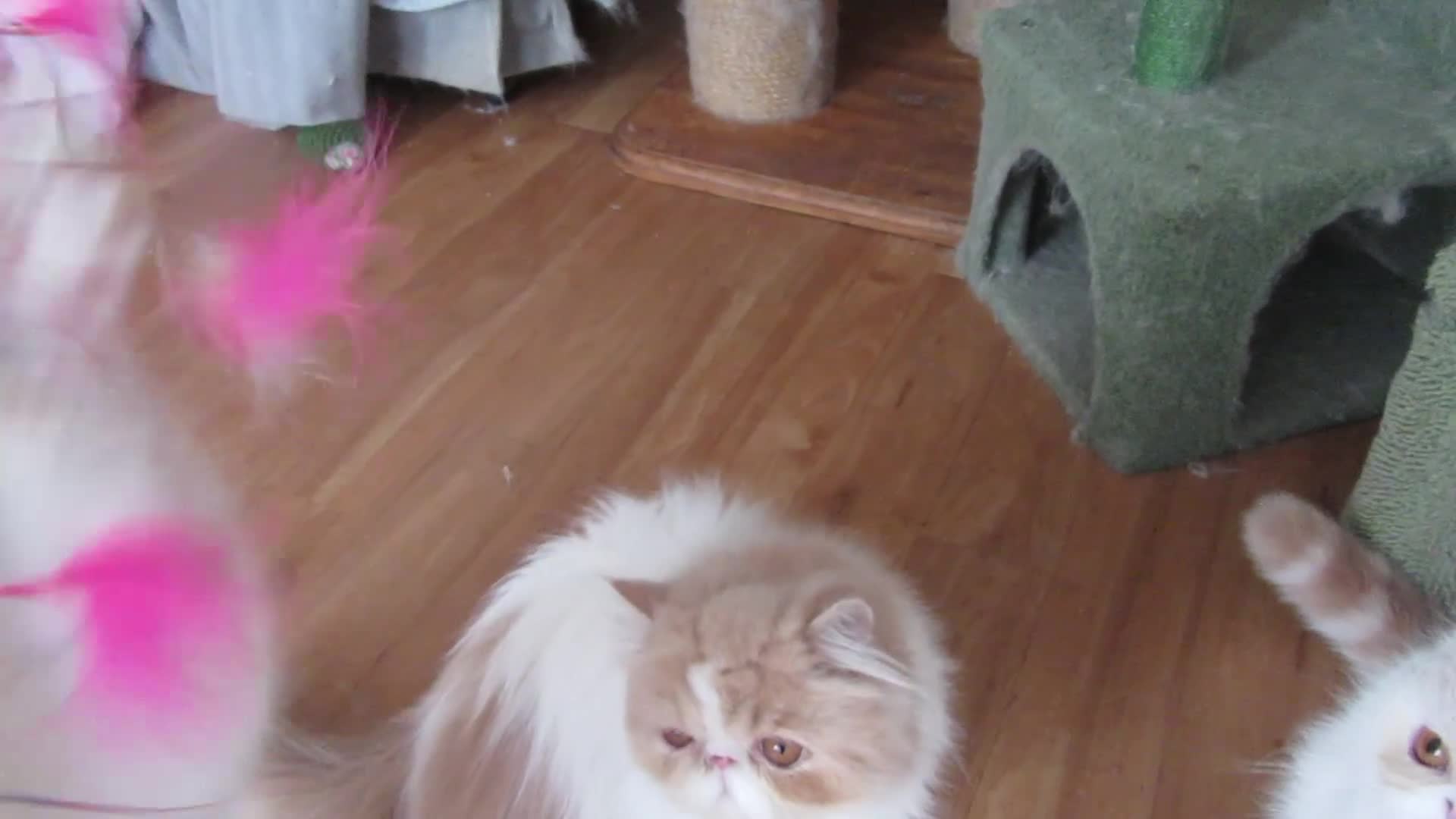 Exotic cats for sale: 2 Beautiful Male Exotics READY NOW - Video 1