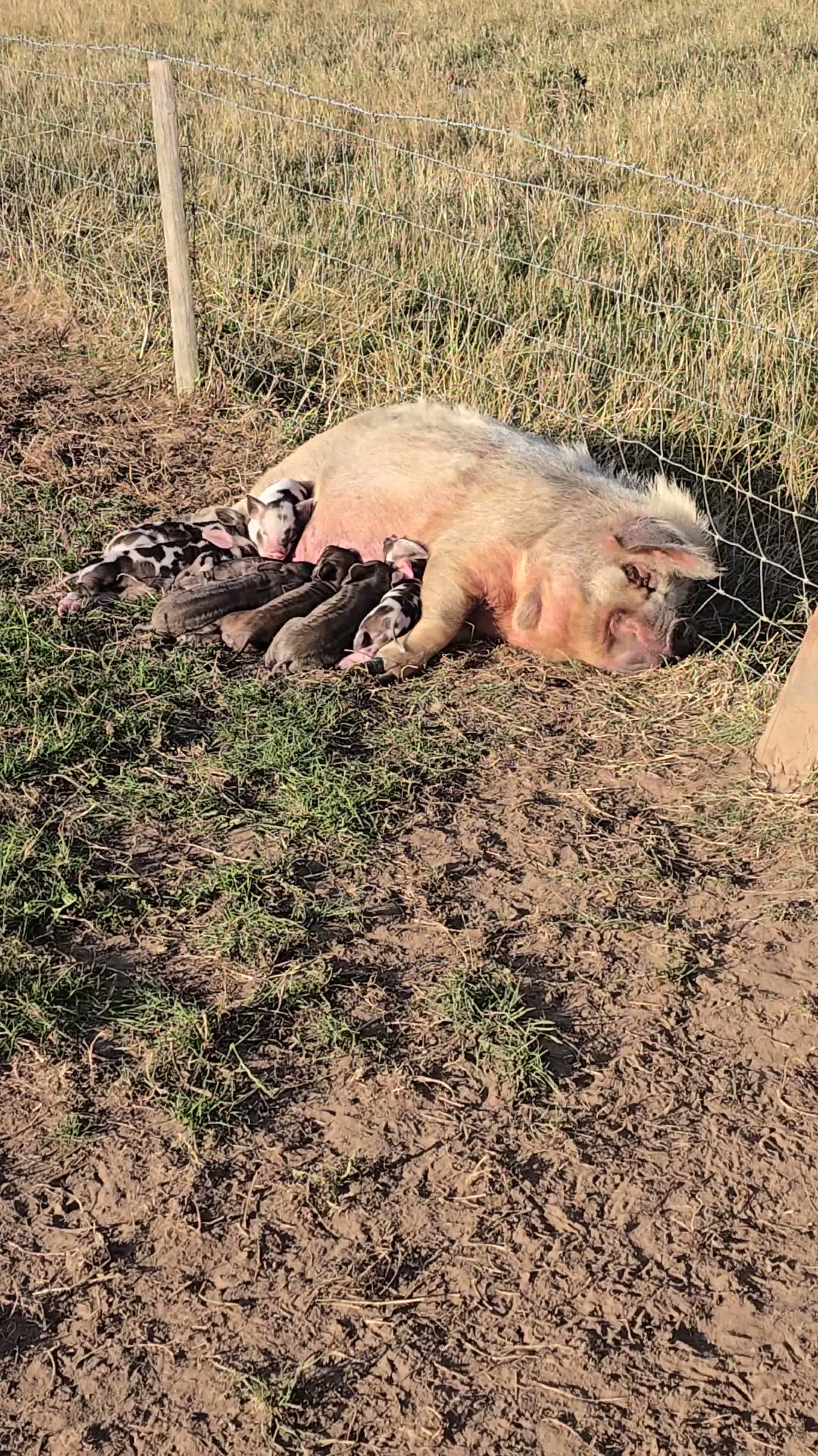 Pig livestock for sale: Kunekune piglets - Video 1