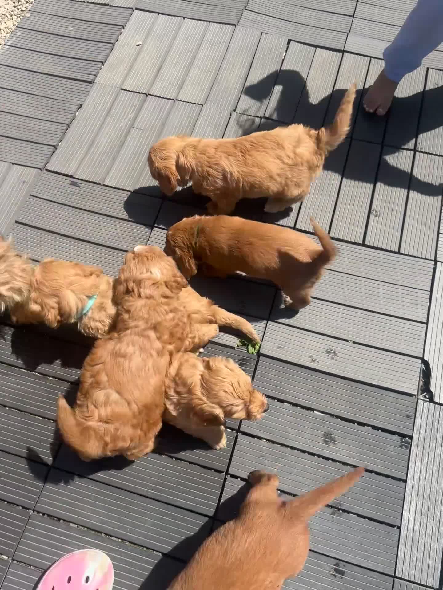 Cockapoo dogs for sale: Cockapoo  - Video 1