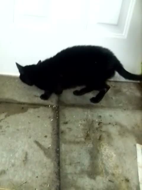 Domestic Shorthair cats for sale: Black female cat in Bacup - Video 1