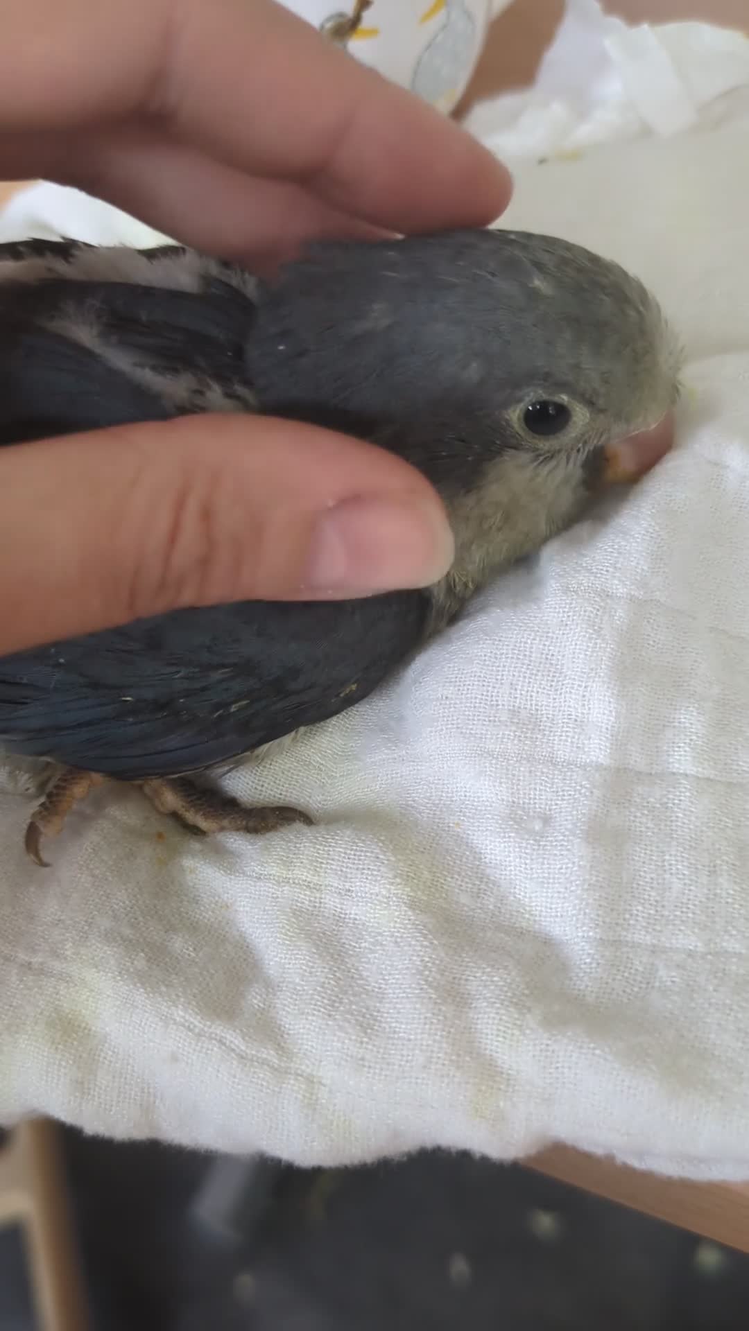 Parakeets birds for sale: Quaker parrots babies hand reared cobalt and grey - Video 1
