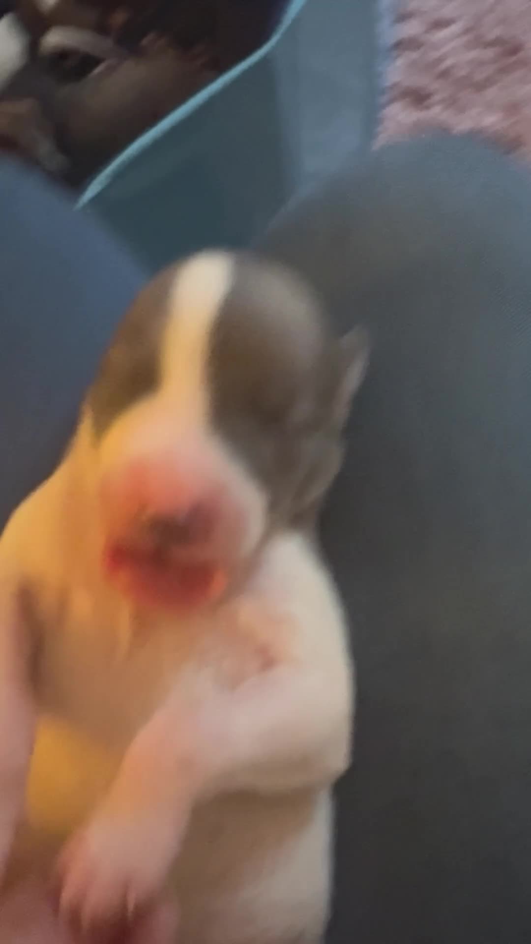 Whippet dogs for sale: magical whippets - Video 3