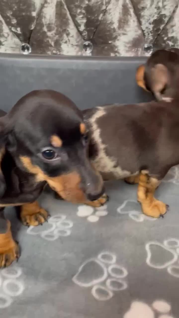 Miniature Dachshund dogs for sale: Miniature Dachund puppy - Video 1