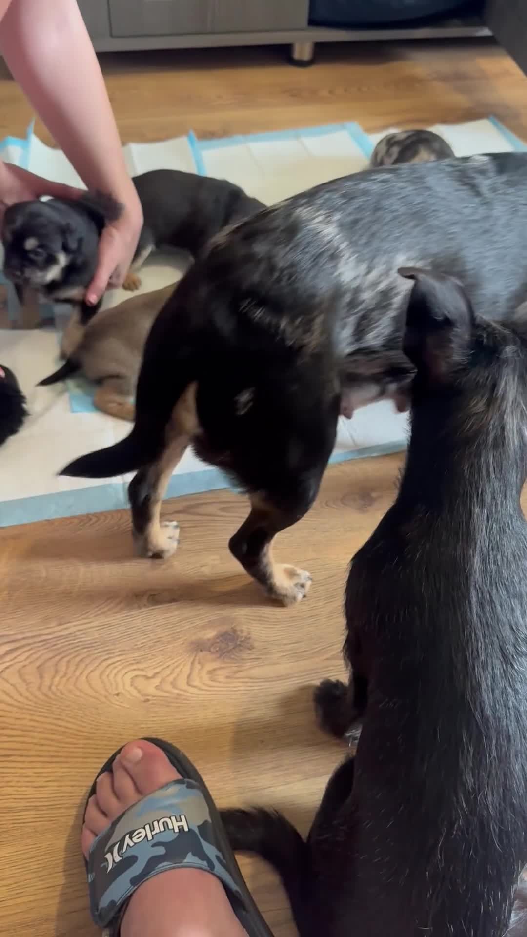 Mixed Breed dogs for sale: French Bulldog/Manchester Terrier hybrid. - Video 5