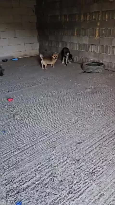Mixed Breed dogs for adoption: A poor, gentle 3 legged boy needs a Loving Home - Video 2