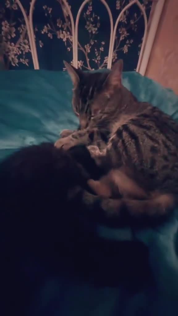 Mixed Breed cats for sale: Adorable kittens  - Video 1
