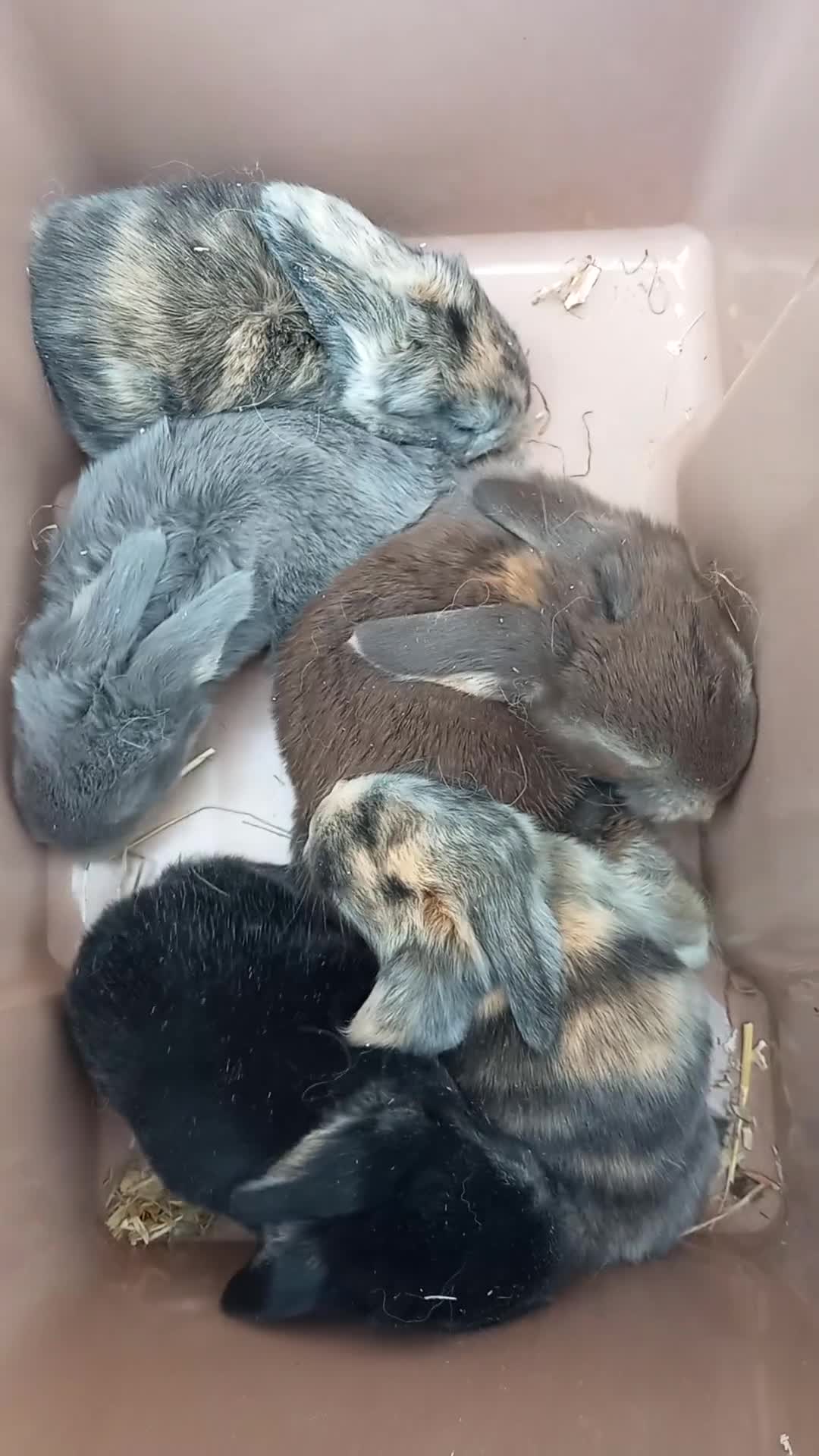 French Lop rabbits for sale: French lop giant baby rabbits ready 26 june in Ilford - Video 1