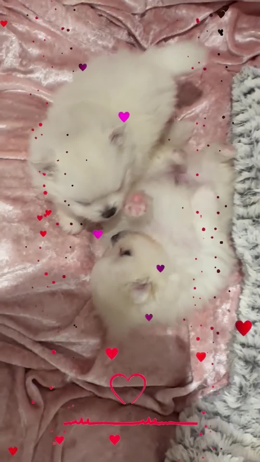 Pomeranian dogs for sale: White male baby Pomeranians  in Keighley - Video 4