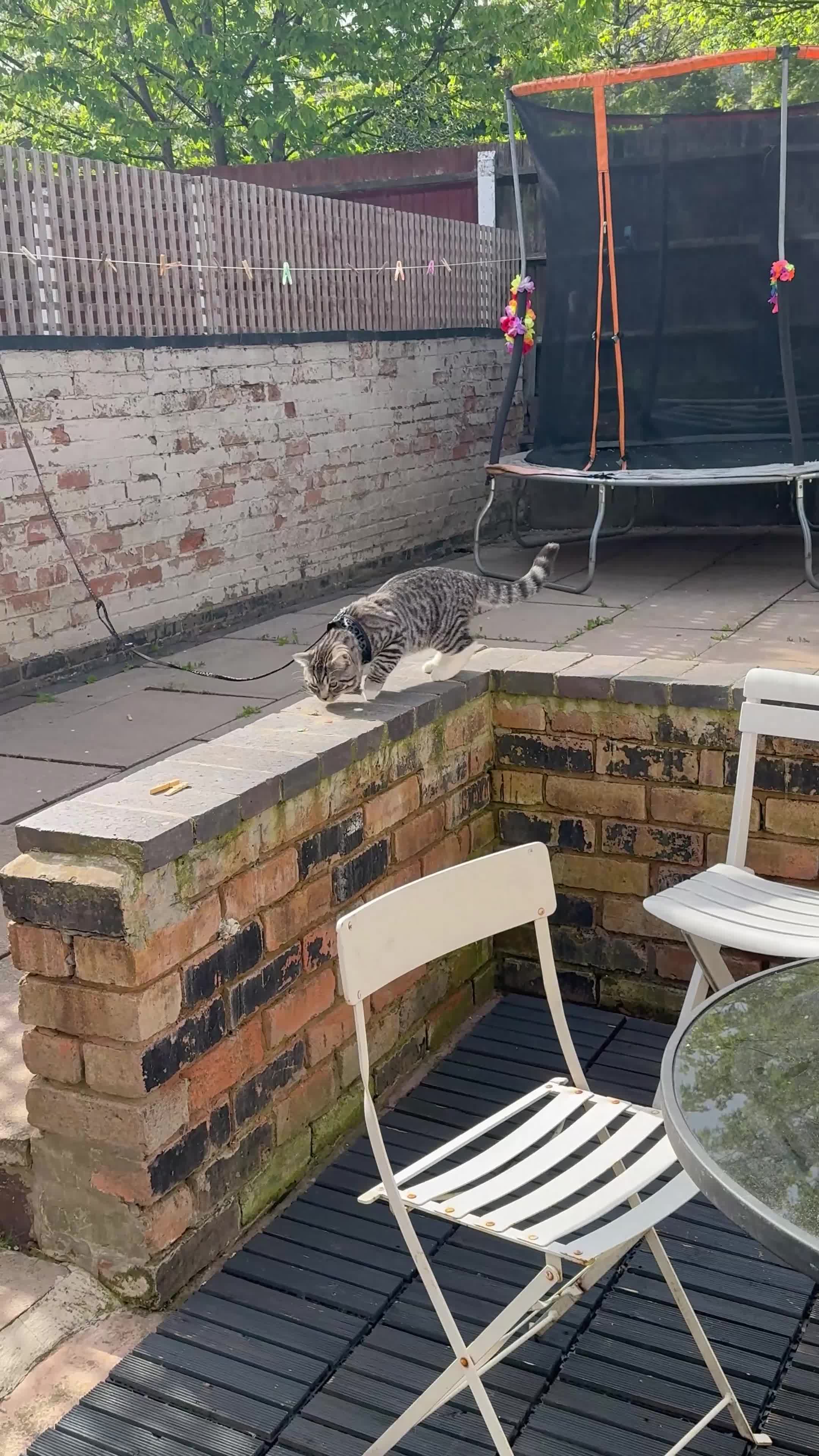 Scottish Fold cats for sale: Half Scottish Fold Boy  in Birmingham - Video 1