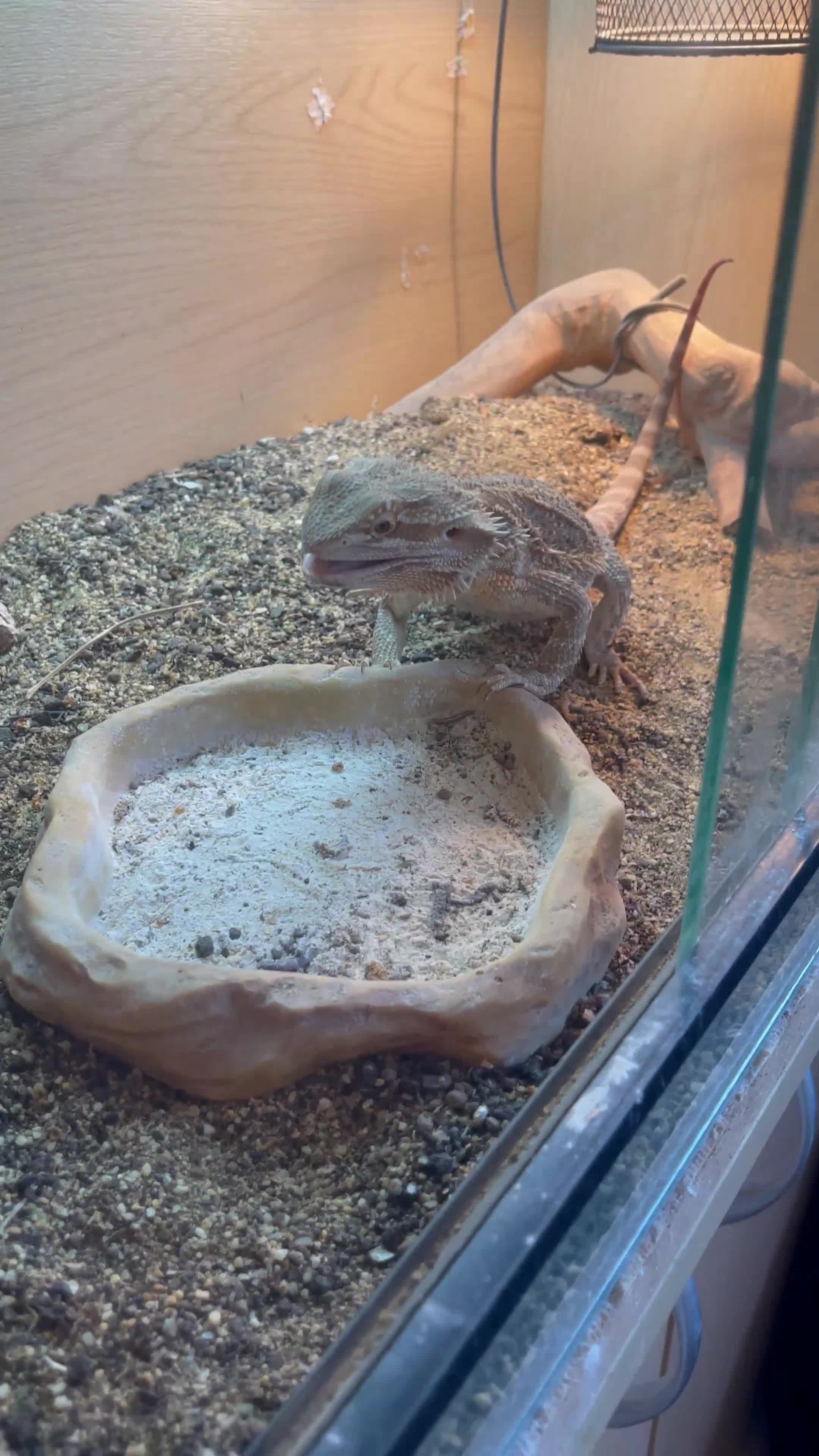 Bearded Dragon reptiles for sale: Bearded dragon and full set up for sale - Video 1