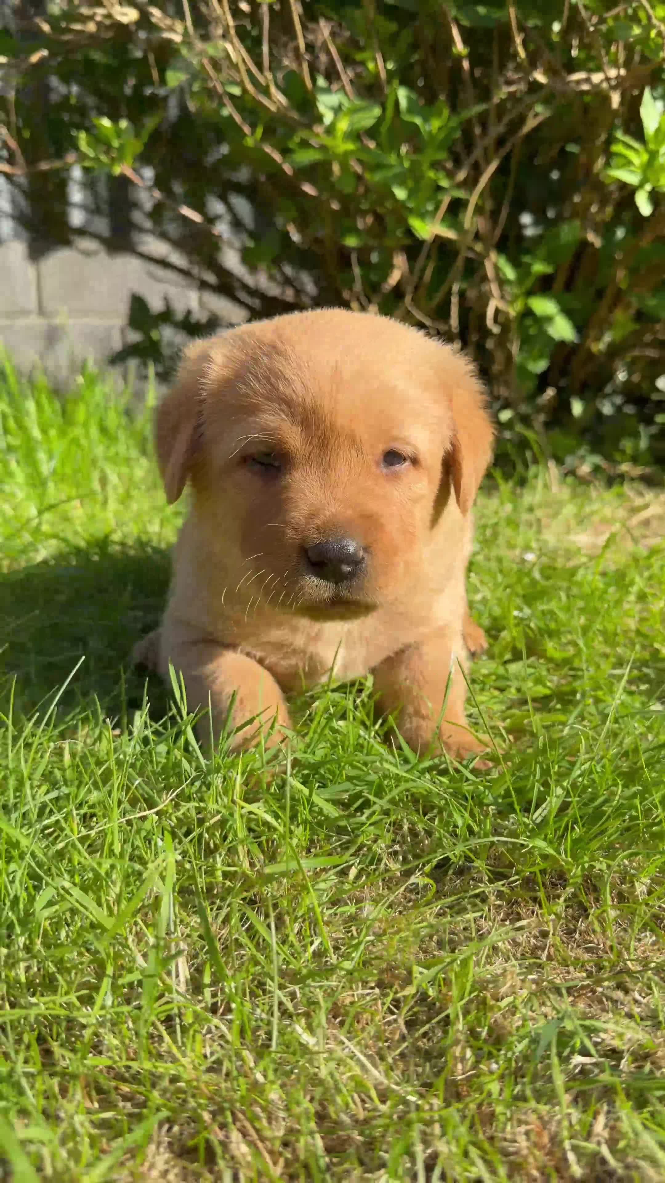Labrador Retriever dogs for sale: Fox Red Cross Golden Labrador Puppies  in Cardigan - Video 1