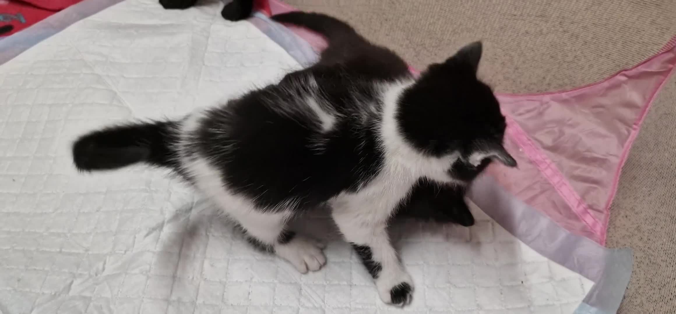 Mixed Breed cats for sale: Mix breed kittens, ip3  - Video 2