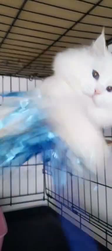 Siberian cats for sale: Siberian Pedigree - Video 2
