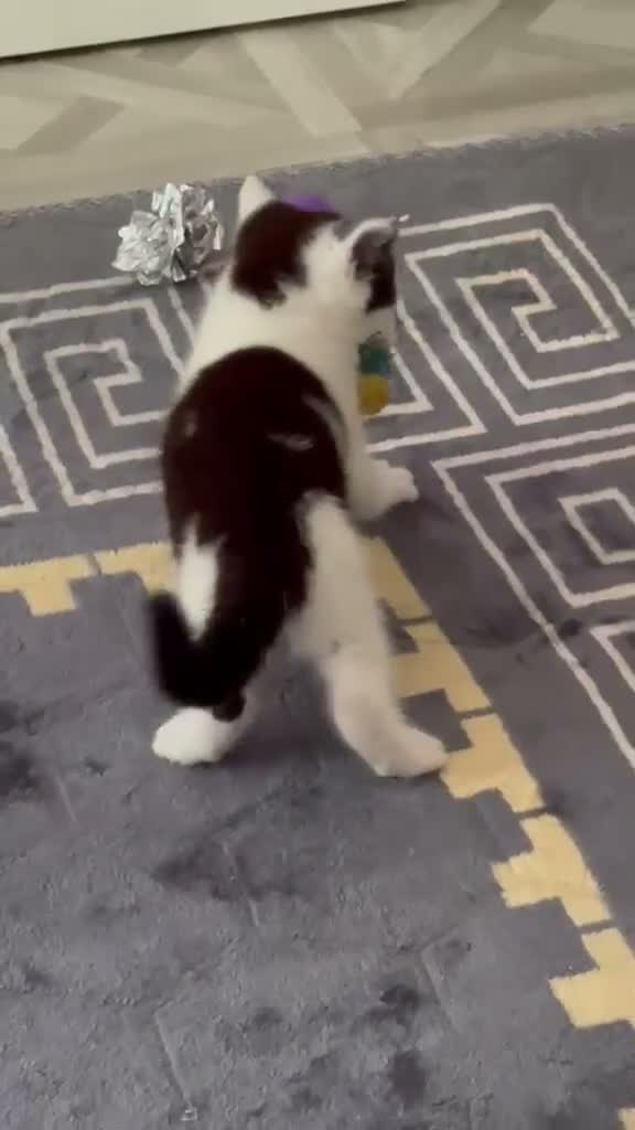 Mixed Breed cats for sale: Ragdoll Cross Kittens — Healthy & Friendly - Video 3