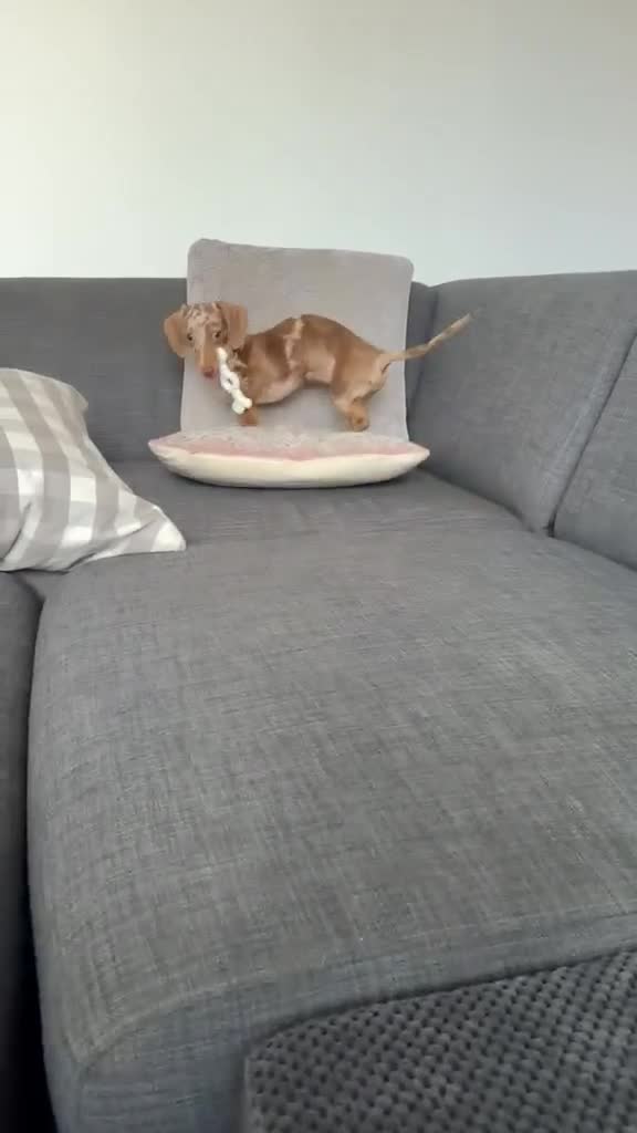 Miniature Dachshund dogs for sale: 6-month Miniature Dachshund for rehoming - Video 1