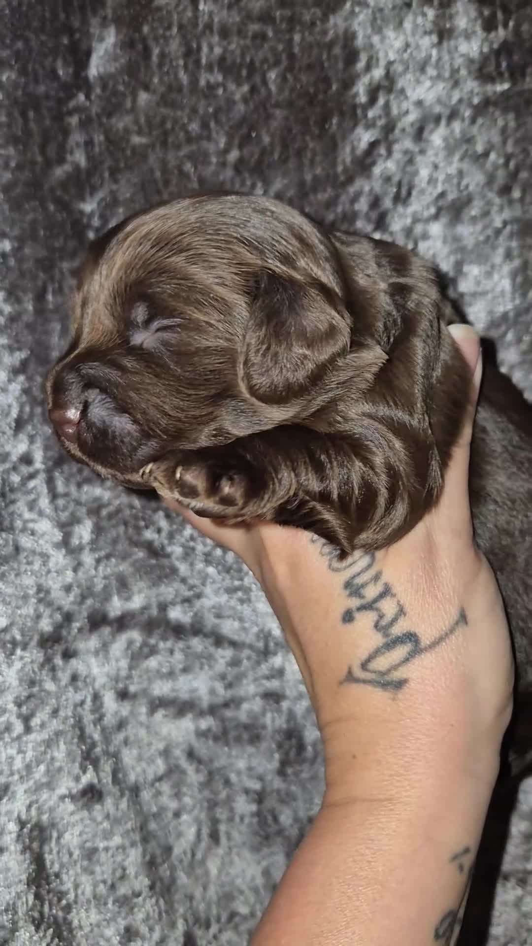 Cockapoo dogs for sale: Teddy cockapoos ready 20th Dec - Video 3