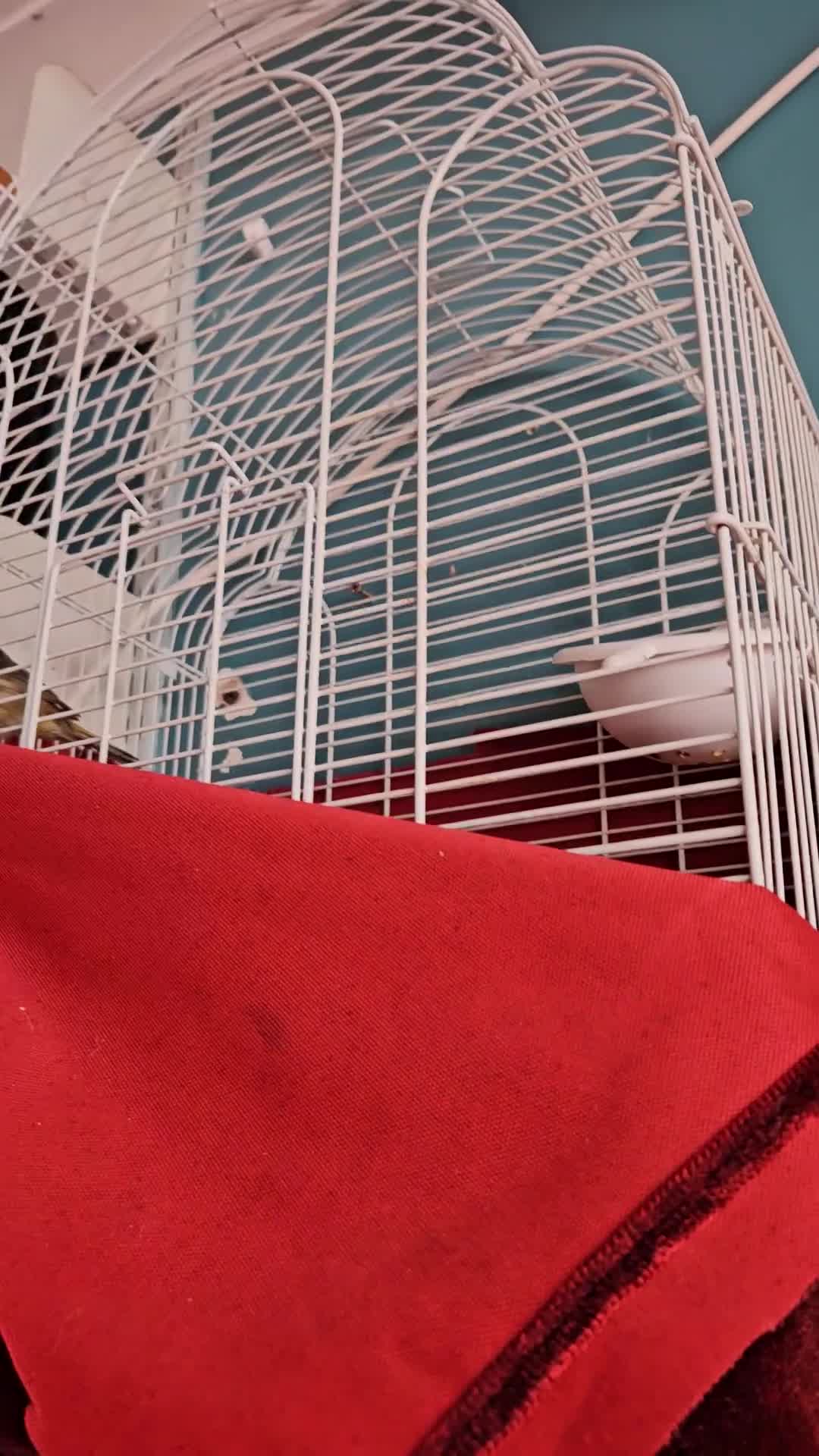 Canaries birds for sale: Canarie - Video 1